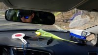 odbicie policjanta w lusterku wstecznym i tulipan na desce rozdzielczej