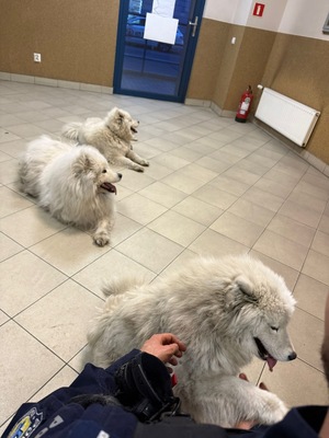 zdjęcie przedstawia trzy psy pilnowane przez policjanta w poczekalni komendy