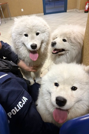 zdjęcie przedstawia trzy psy pilnowane przez policjanta w poczekalni komendy