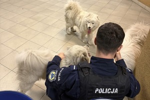 zdjęcie przedstawia trzy psy i policjanta